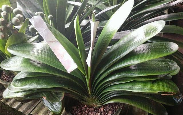 20年花农告你个秘密,浇花就用“啤酒+药片”,一星期就蹿上房顶