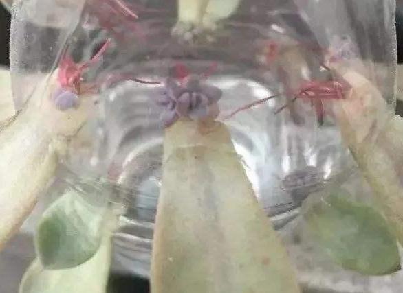 扦插|教你在家用塑料瓶养多肉,不用土就能扦插叶片,成活率贼高