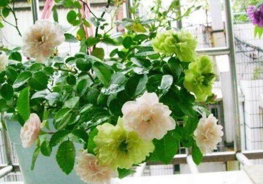 “小东西”扔盆里，盆栽都疯长，10年不施肥也能叶绿、根壮、花大