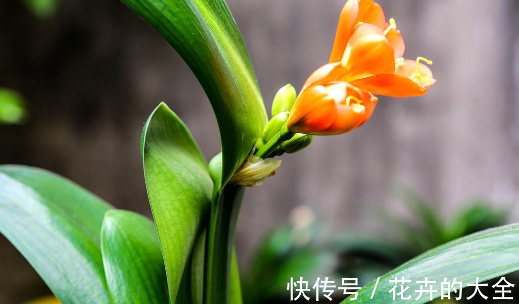 南非|新手不知道君子兰怎么样吗，先注意好几点就能入门了