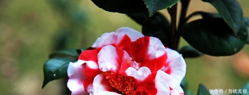 松针|路边捡一把扔到花盆里，土壤肥的流油，根壮不腐烂，3年不用换土！