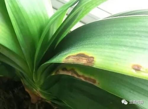 君子兰怎么养：君子兰锈斑病怎么处理，施肥涂药换盆土