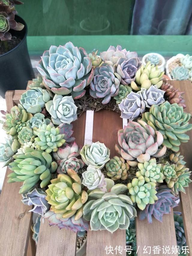 她在医院垃圾桶“捡篮子”,拿来种多肉“颜值高”,人见人爱