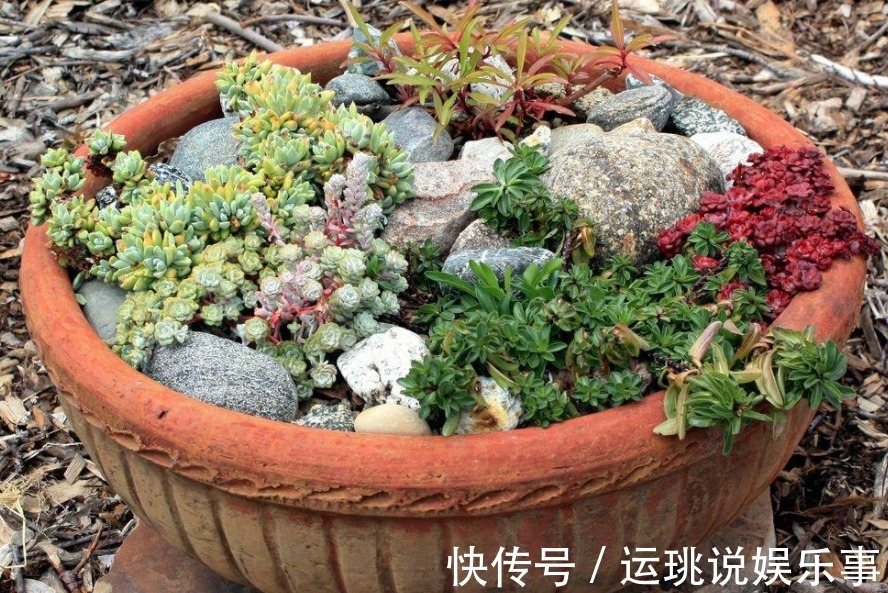 盆栽|天气渐热,盆栽多肉这3地方该小心了,不然度夏难、化水易