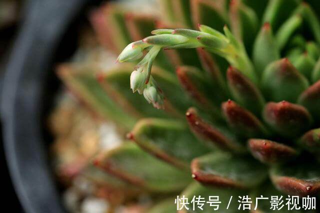 多肉|多肉全是“胡须”，这是“求救”信号，多肉爱好者要引起重视！