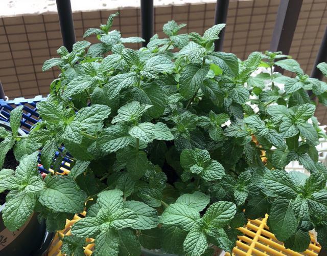 土壤|薄荷这样养，叶片颜色深，长势旺，摘片叶“解毒败火”，养生必备