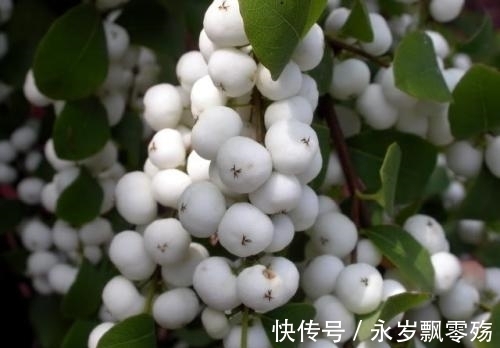 灌木|植物界的十大奇葩,你可能1种也没见过!