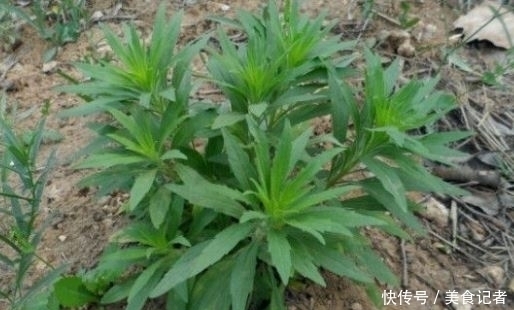 一枝蒿|长在田间地头的野草，被农民当害草，治牛皮癣有奇效，大家认识吗