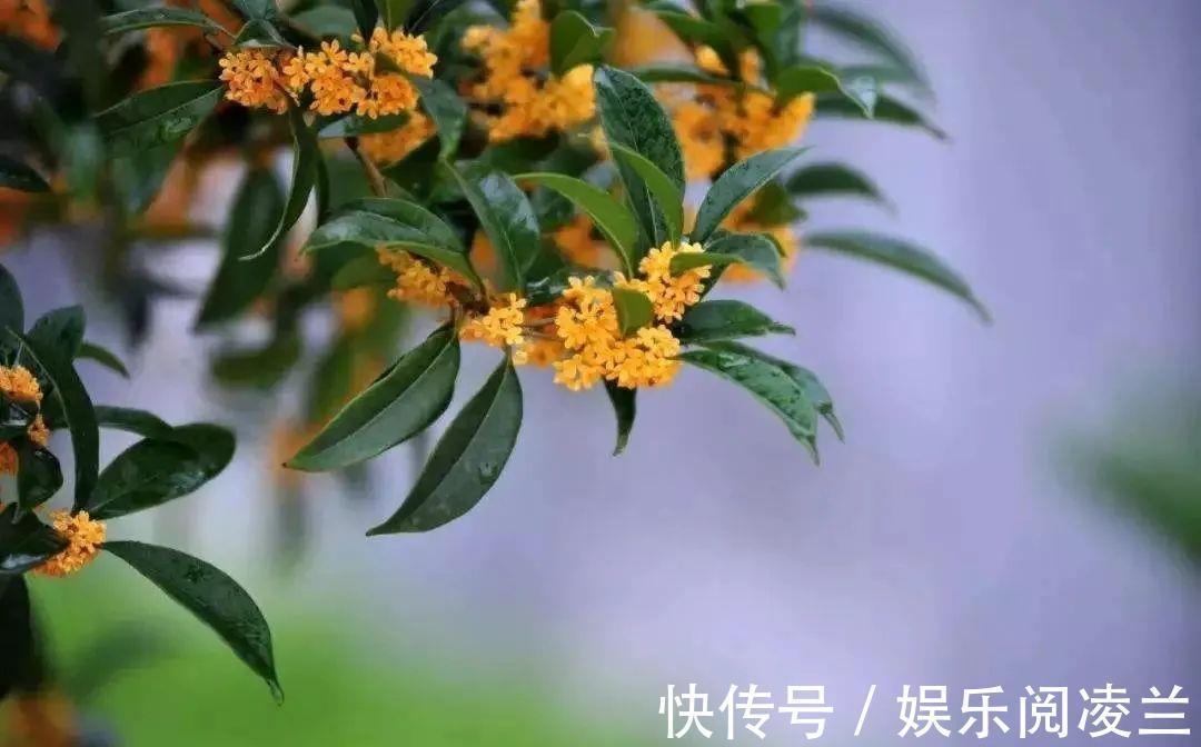 景象&十句秋诗:不叹愁绪,只言秋好!