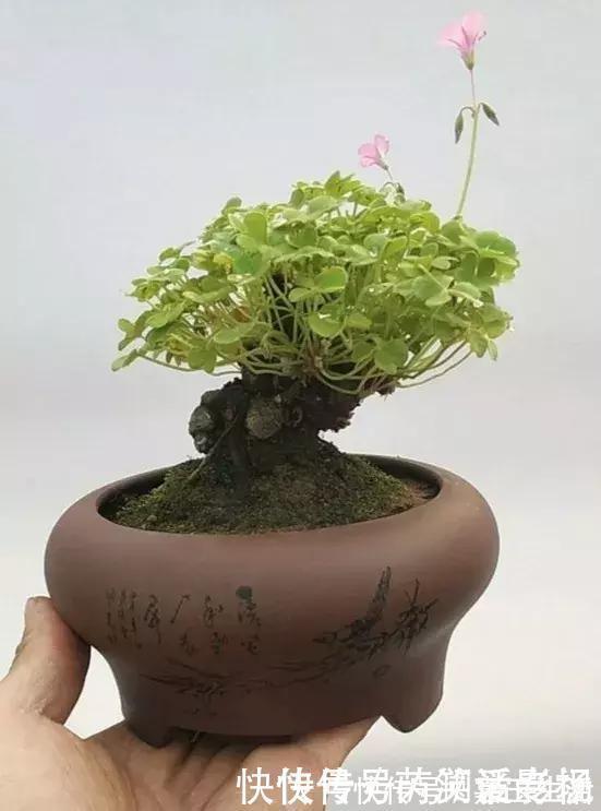 马路边常见“3种草”,养花盆里变“盆景”,好看又值钱!