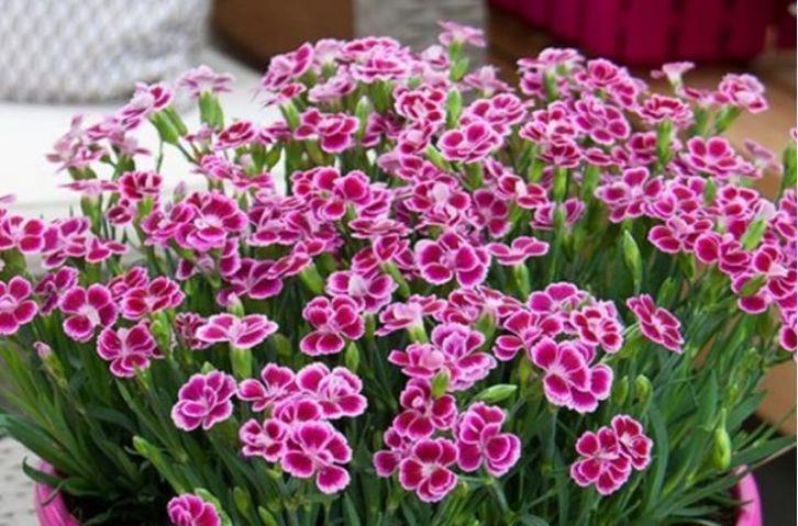 4种花是开花小能手,一年四季开花不断,璀璨夺目超漂亮