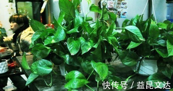 有机肥|花店老板说往绿萝君子兰盆里塞点它,叶子黑亮,疯狂开花!