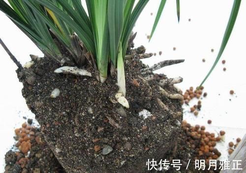 养分|松针发酵腐熟做营养土,为什么要选择生松针,不宜选择干松针?