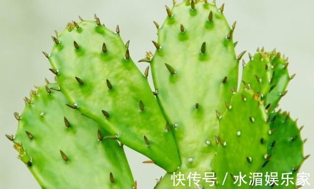 富贵|阳台放上几种东西,让你家财运亨通,一生富贵旺到爆!