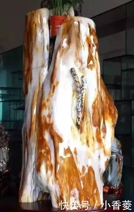 虫子|2亿年前的五条虫子 与大树一起变成了玉石!