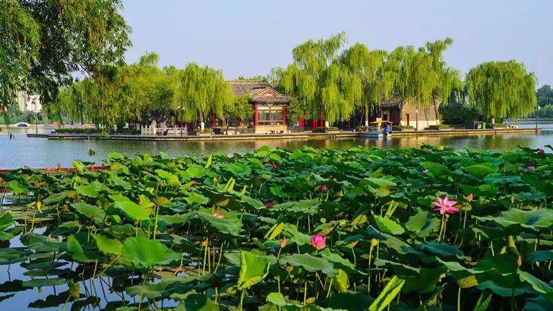 荷花|这座齐鲁古城已美了上千年，四季绚烂皆美景！没来过就太遗憾了