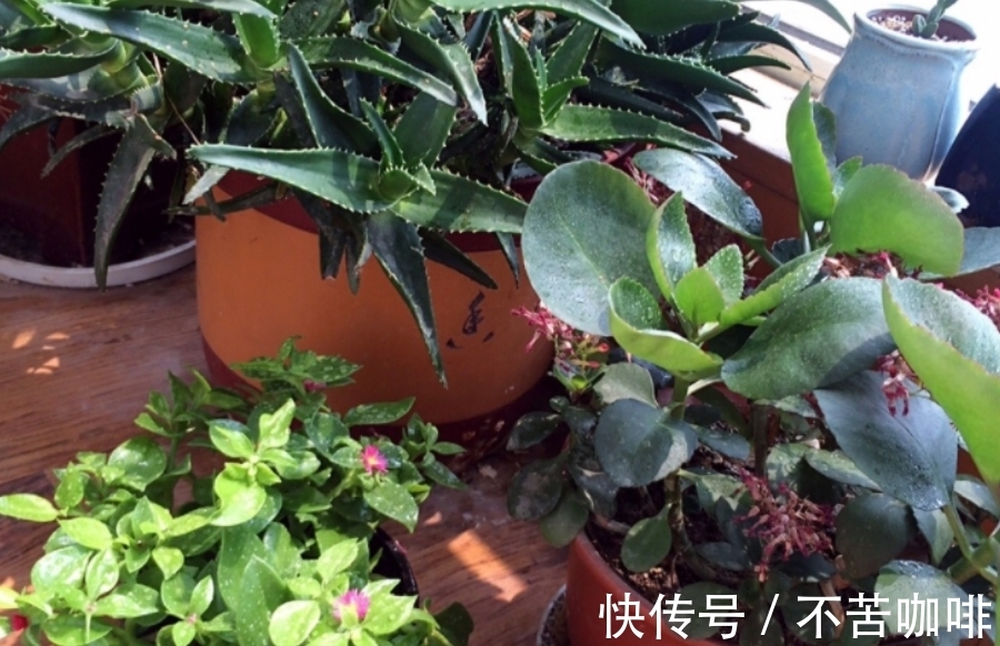 天冷抓紧时间赶制这3样养花肥，正好臭味小，方便来年开春用