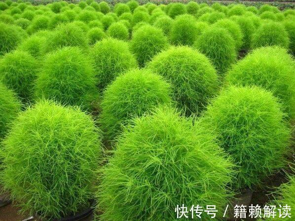 扫帚菜|三伏天女孩经常吃野菠菜,坚持半个月后,身体出现多种惊喜变化