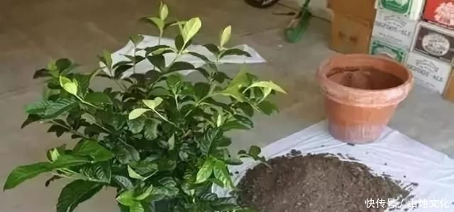 花盆里种的花不需要买泥土,用这种东西混合种的花草都很旺盛