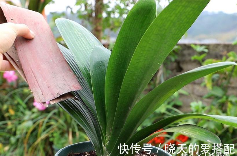 君子兰总是不开花,只用了“这几招”,年年绿叶红花,不断爆花芽