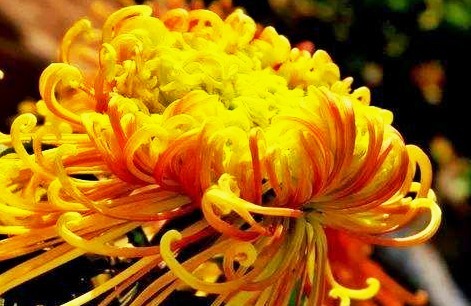 喜欢菊花，就养盆“菊中珍品”盘龙金狮，似金凤飘舞，鲜丽舞魅