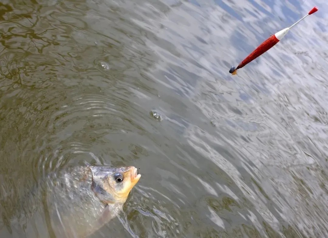 冬天|冬天用10米的长竿钓鲫鱼,如果这4个关键因素不做好,鱼获多不了