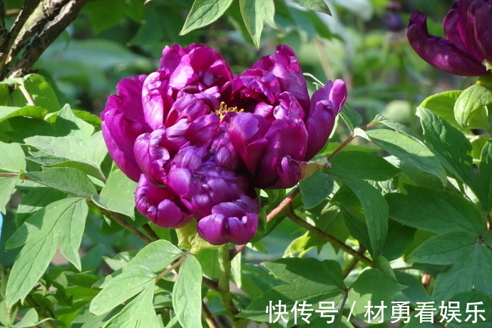 菊花|喜欢菊花，不如养盆“牡丹名品”岛大臣，花团锦簇，娇艳多姿！