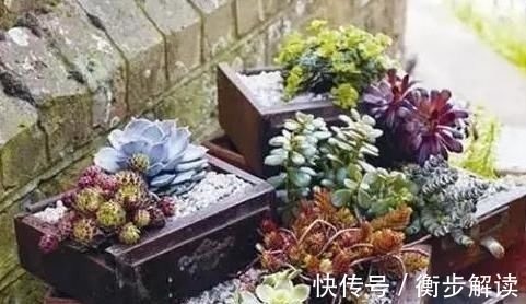 除了花盆之外,这些东西也是绝佳的养花神器,你用过吗?