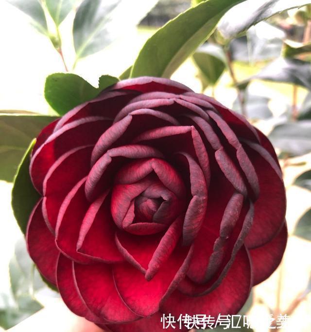 三角梅山茶杜鹃不开花,黄叶多,多用2种水,花勤量大,叶子绿