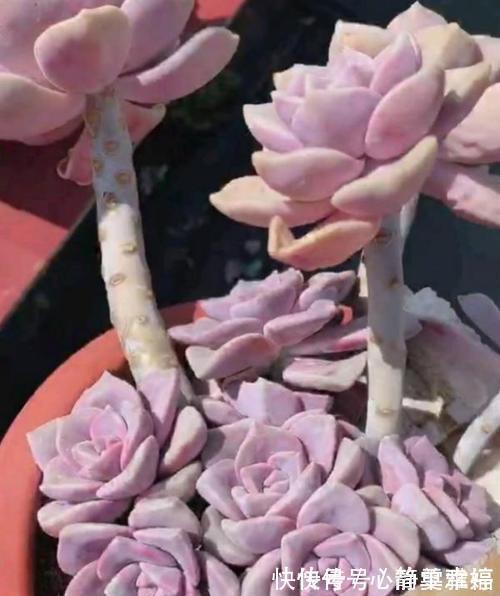 普货|此款多肉植物,好养又贵气,易爆头长成小老桩,养花大神都爱养!