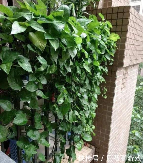 常春藤|9种流行“网红花”,挂起来更漂亮,串串花墙,垂下2米长