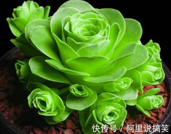 精挑细选32种多肉植物,1分钟掌握养护技巧,非常实用