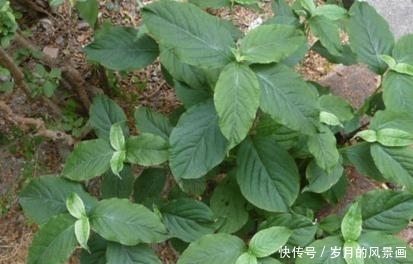 野草|这种农村常见的野草,结果期很长,是活血祛瘀的良药