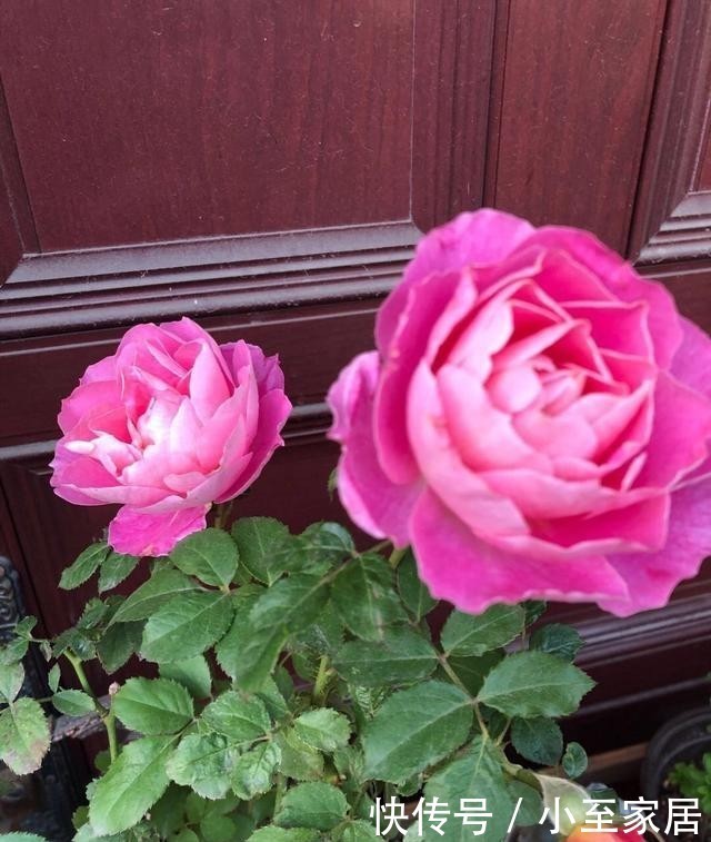 香气|3种有趣的“月季花”,不仅勤花,还带有香气,花开不停