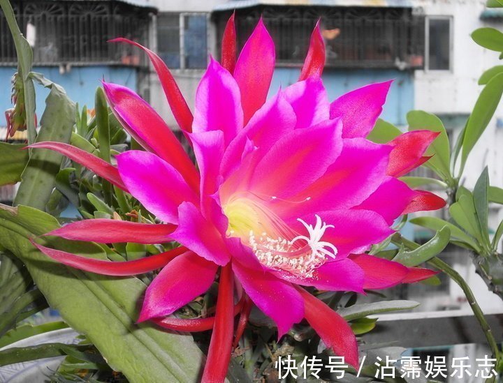 仙人掌嫁接“一种花”，比扦插月季更简单，比嫁接蟹爪兰更好看