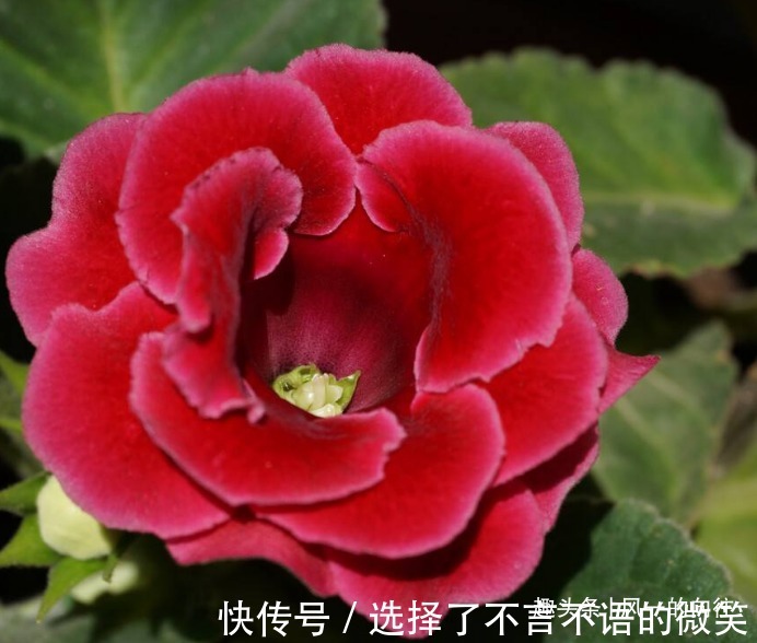 此花花繁叶茂，艳丽多姿的花朵十分夺目动人，寓意为华美与欲望