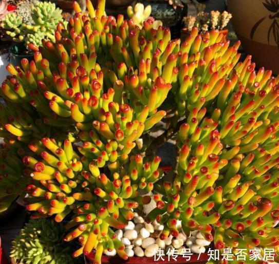 人见人爱的吸财树,了解掌握4个要点,轻松爆盆颜色靓丽