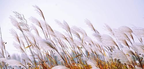 在此之前|棉花在明代才开始普及，那么在此之前，古人该如何度过严冬？