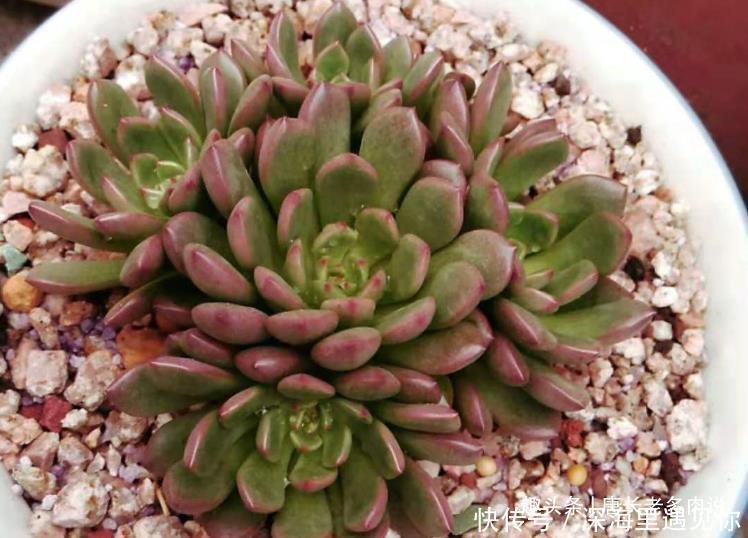 叶片|只要给机会就有可能逆袭——记多肉红宝石从叶片到老桩的成长过程