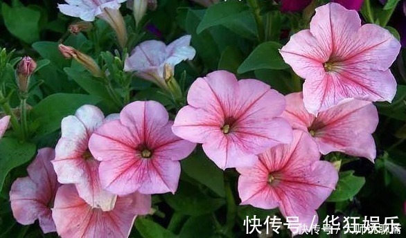 养花就养“它”，比绿萝好养，四季开花，花色多，一盆能养一辈子