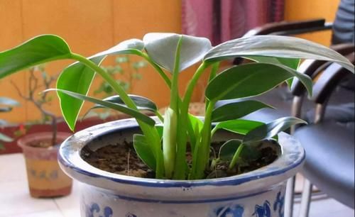 老花匠：用这3样泡水浇花，养根很管用！