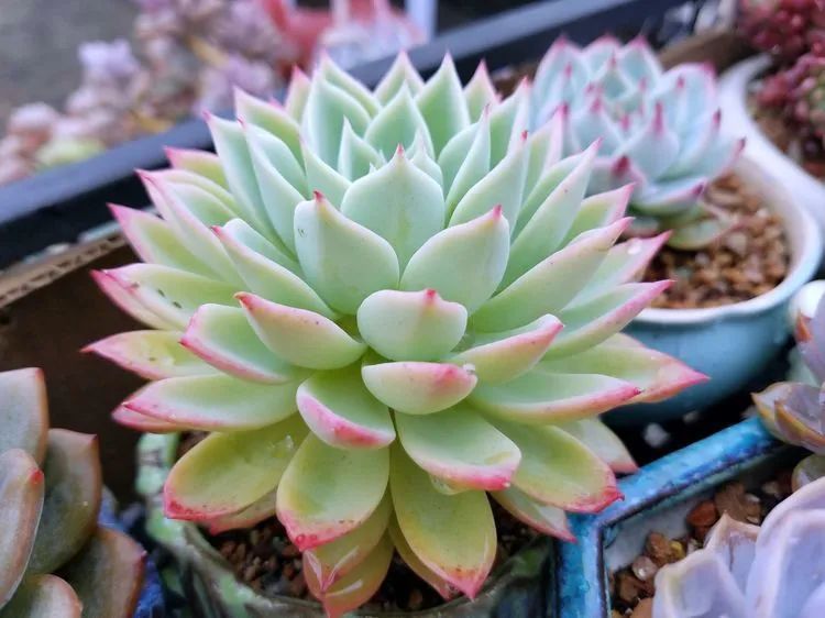 养肉三年，分享养肉经验，谈谈适合逆开挂区的多肉！