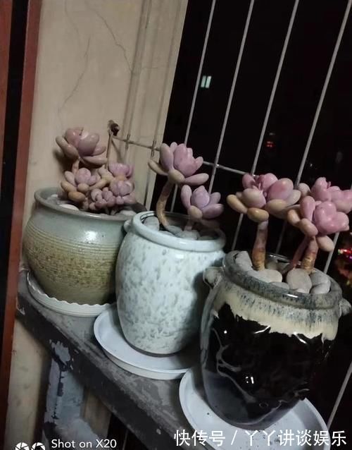 晨曦|为什么别人控养多肉会出形状,我一控养多肉就仙逝了?