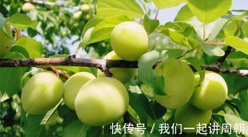 红薯叶|人到中年想长寿,不妨多吃3种食物,营养丰富,增强体质!