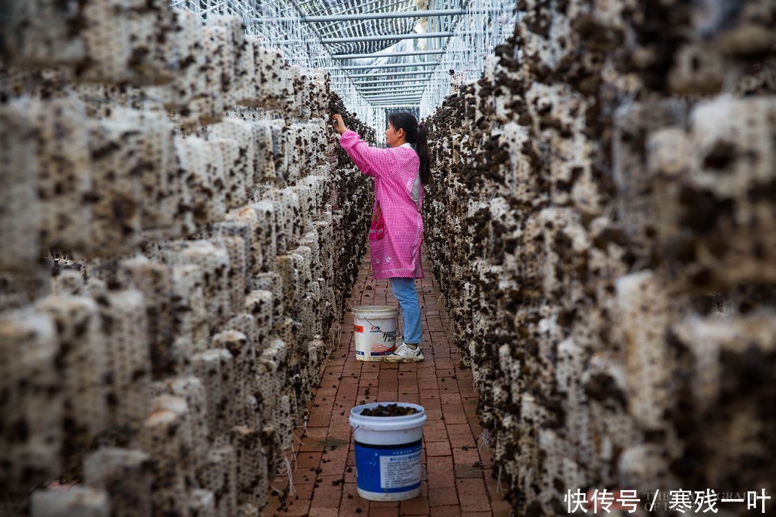 科技|走进陕西木耳种植基地，素食之王是这么长的，科技的力量太强大