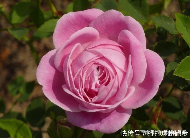 25个拥有中国血统的波旁月季。花朵超大个个丰花,还能爬藤做花墙