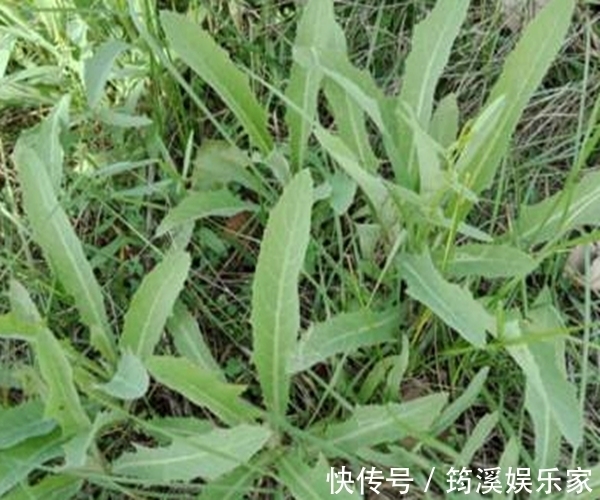 野草|农村的这一种“救命草”,以前被人嫌弃,殊不知竟竟是养生良药!