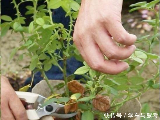 分枝|月季“矮化”处理，长不高，满花苞，开花劲爆，人人惊艳！
