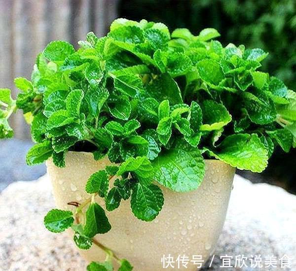 养生|薄荷这样养,叶片颜色深,长势旺,摘片叶“解毒败火”,养生必备