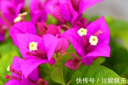 比绿萝还好养的“2种花”,插在水里就能生根开花,花朵还能爆盆